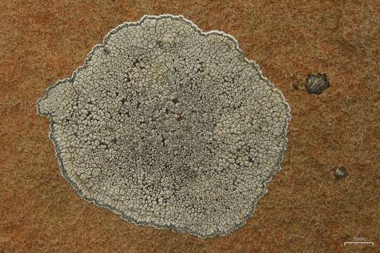 Lecanora rupicola (L.) Zahlbr. resmi