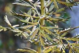 Image of Tillandsia excelsa Griseb.