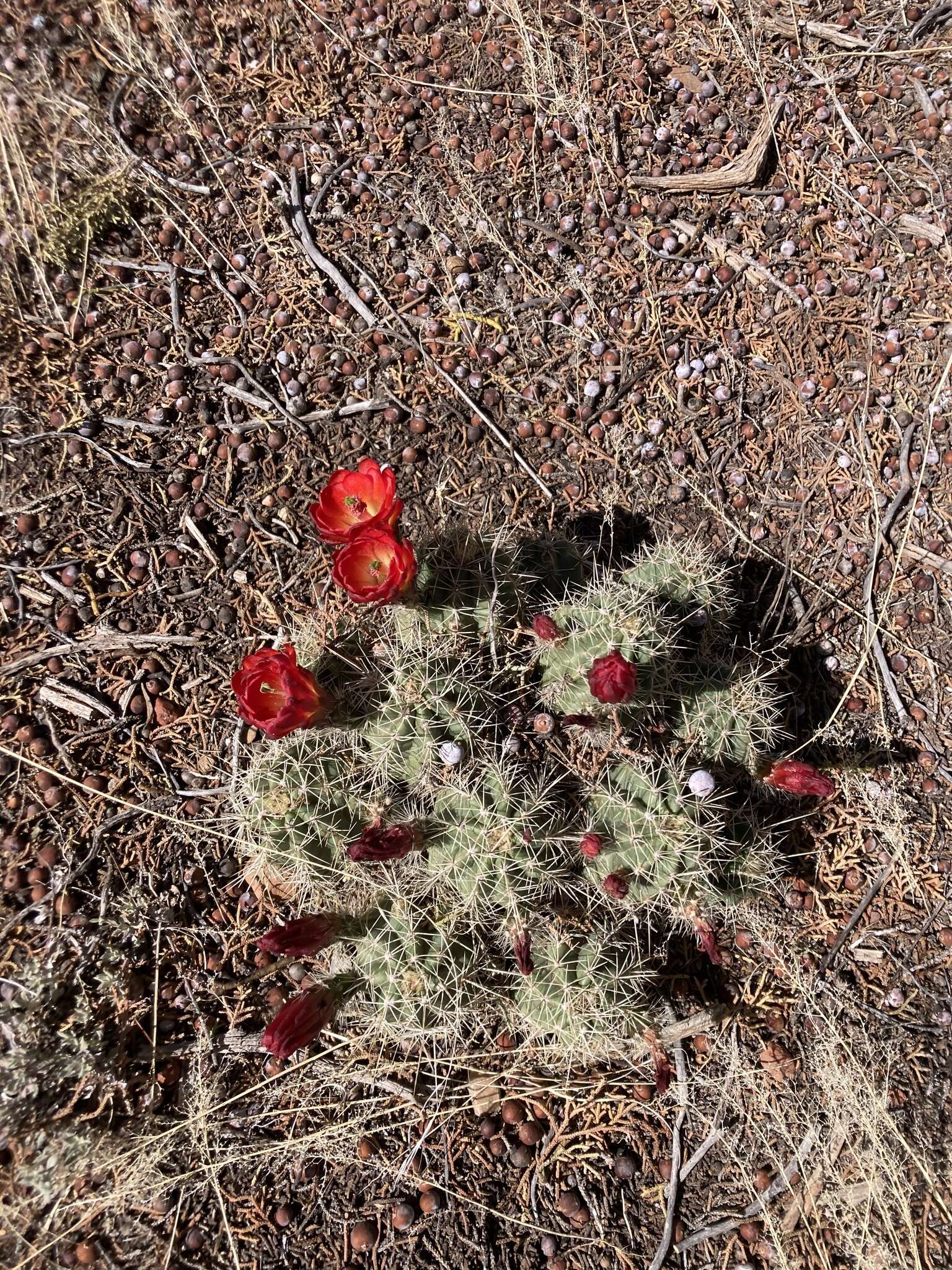 Image of Echinocereus arizonicus subsp. oldachiorum