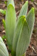 Слика од Veratrum viride Aiton