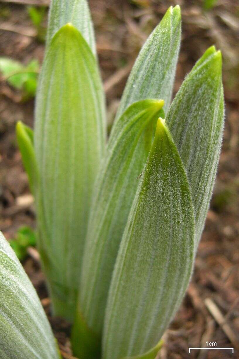 Слика од Veratrum viride Aiton