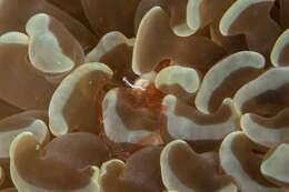Image of Vir euphyllius Marin & Anker 2005
