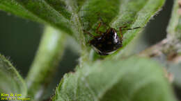 Image of Stink bug