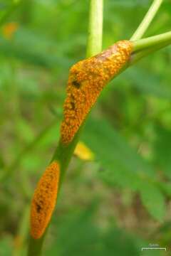 Imagem de Actaea rubra (Ait.) Willd.