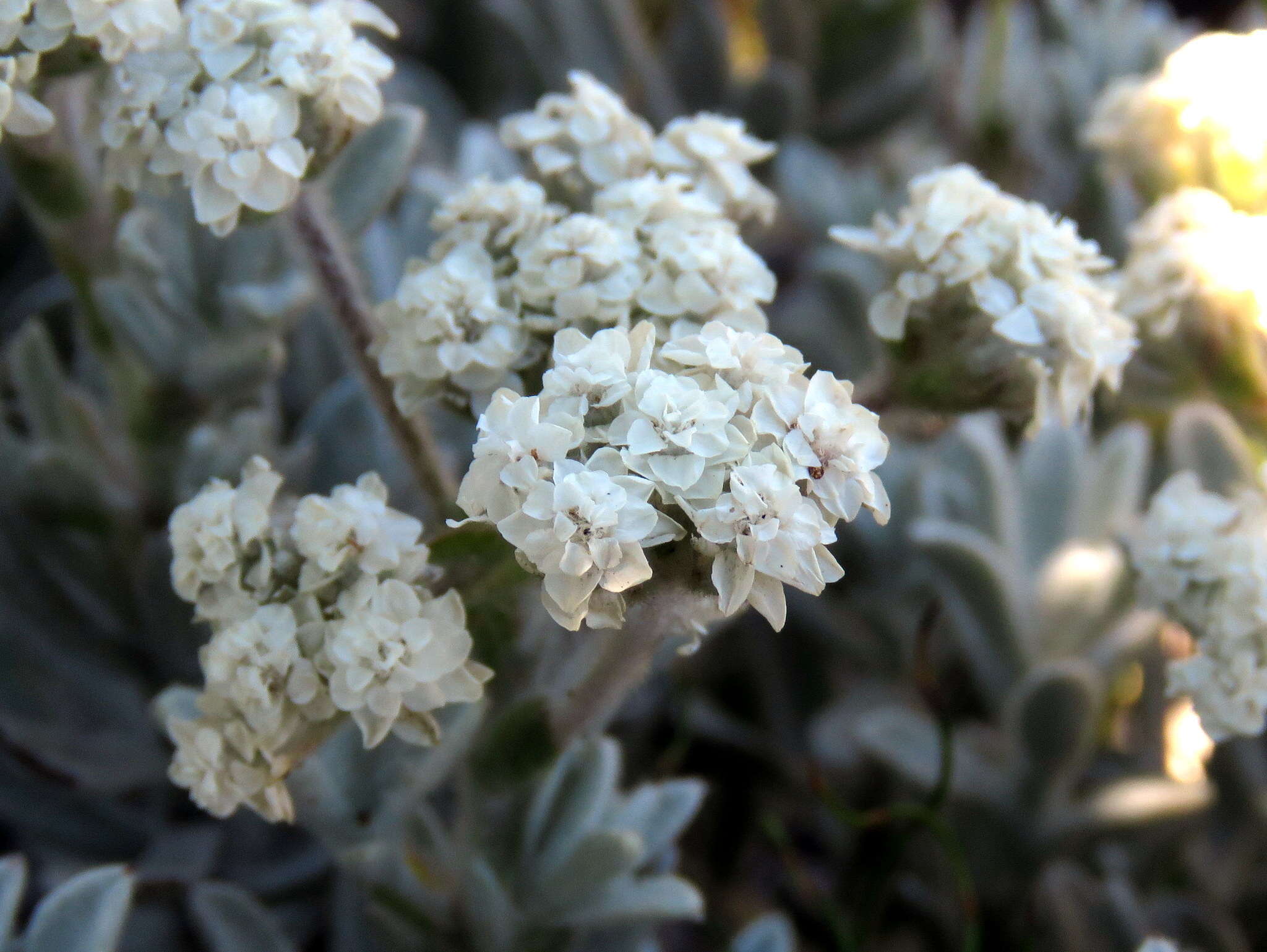 Petalacte coronata (L.) D. Don resmi