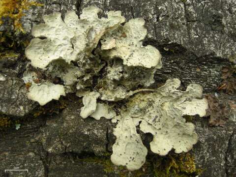 Image of lung lichen