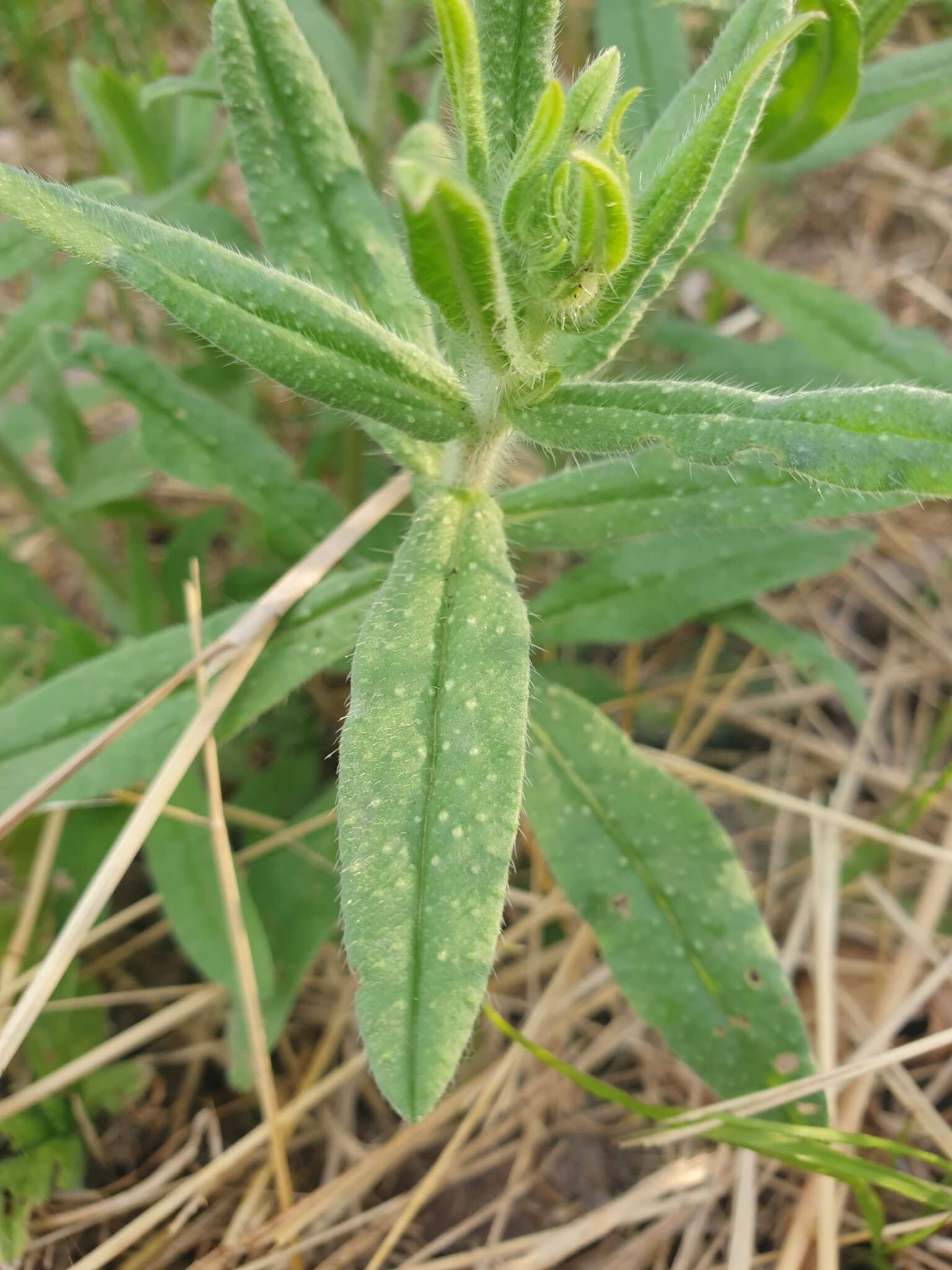 Image of Echium vulgare subsp. pustulatum (Sm.) E. Schmid & Gams