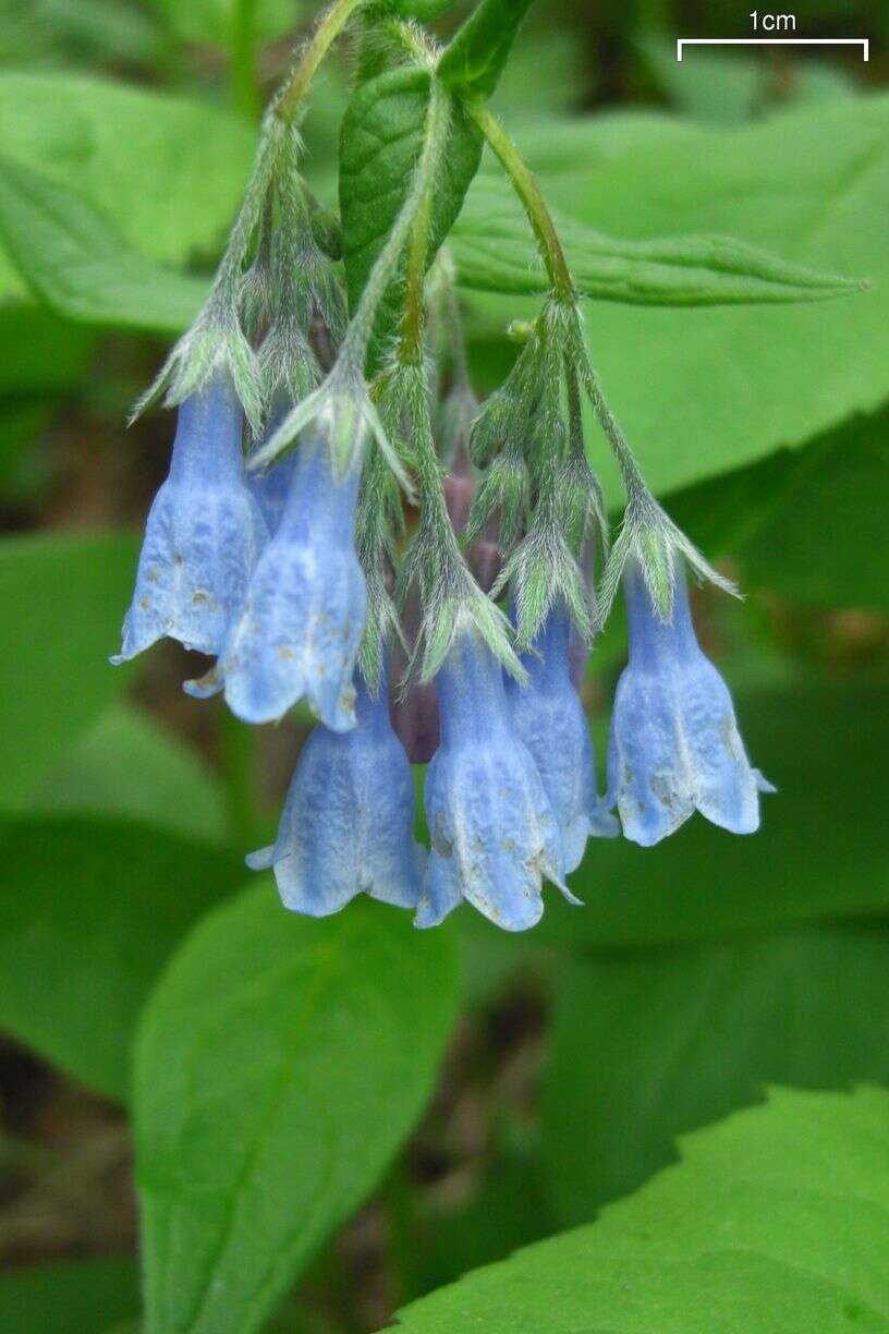 Image of tall bluebells