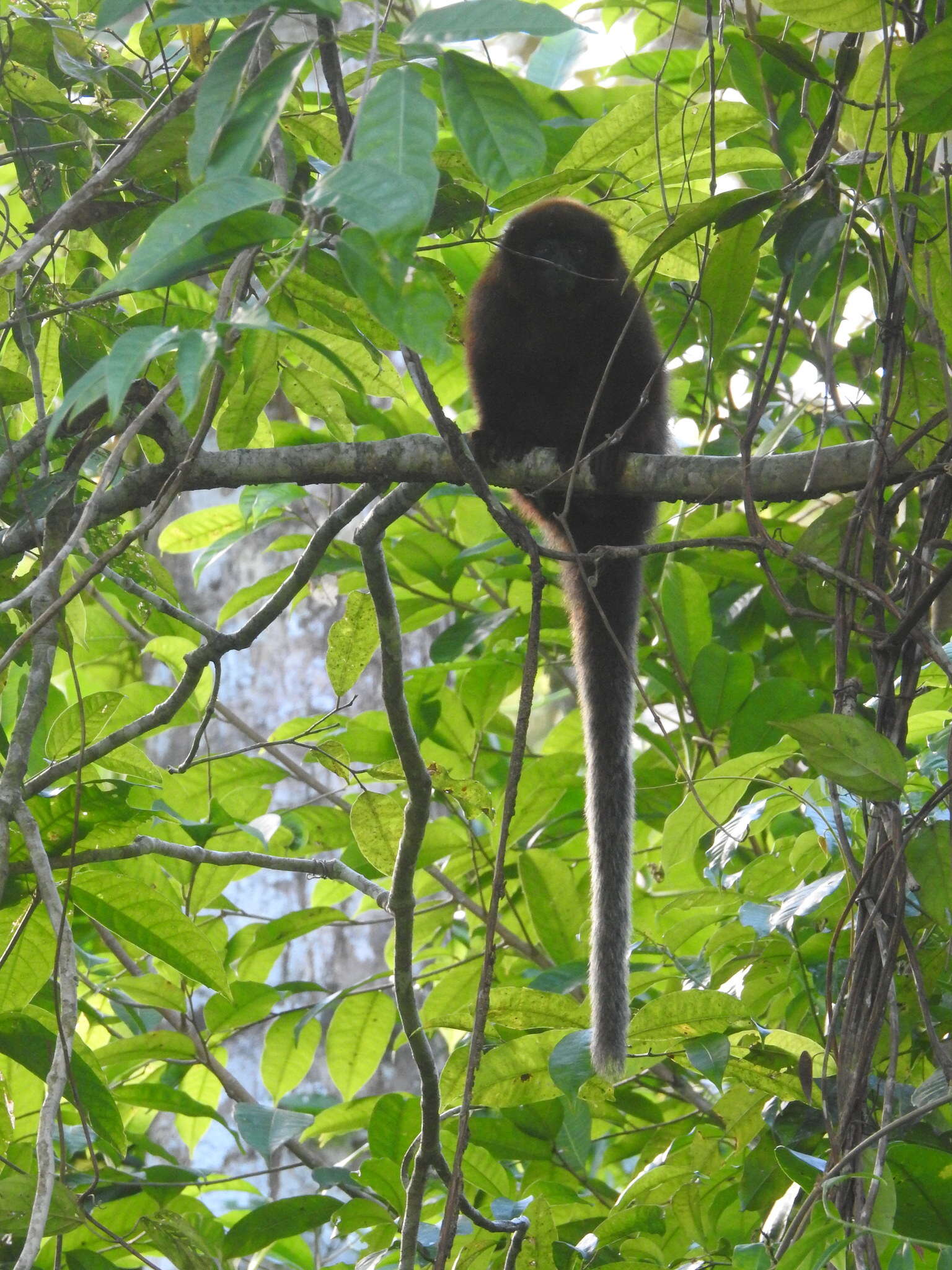 Image of Coppery Titi Monkey