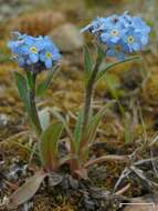 Image of Alpine forget-me-not