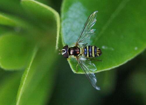 Image of Common Oblique Syrphid