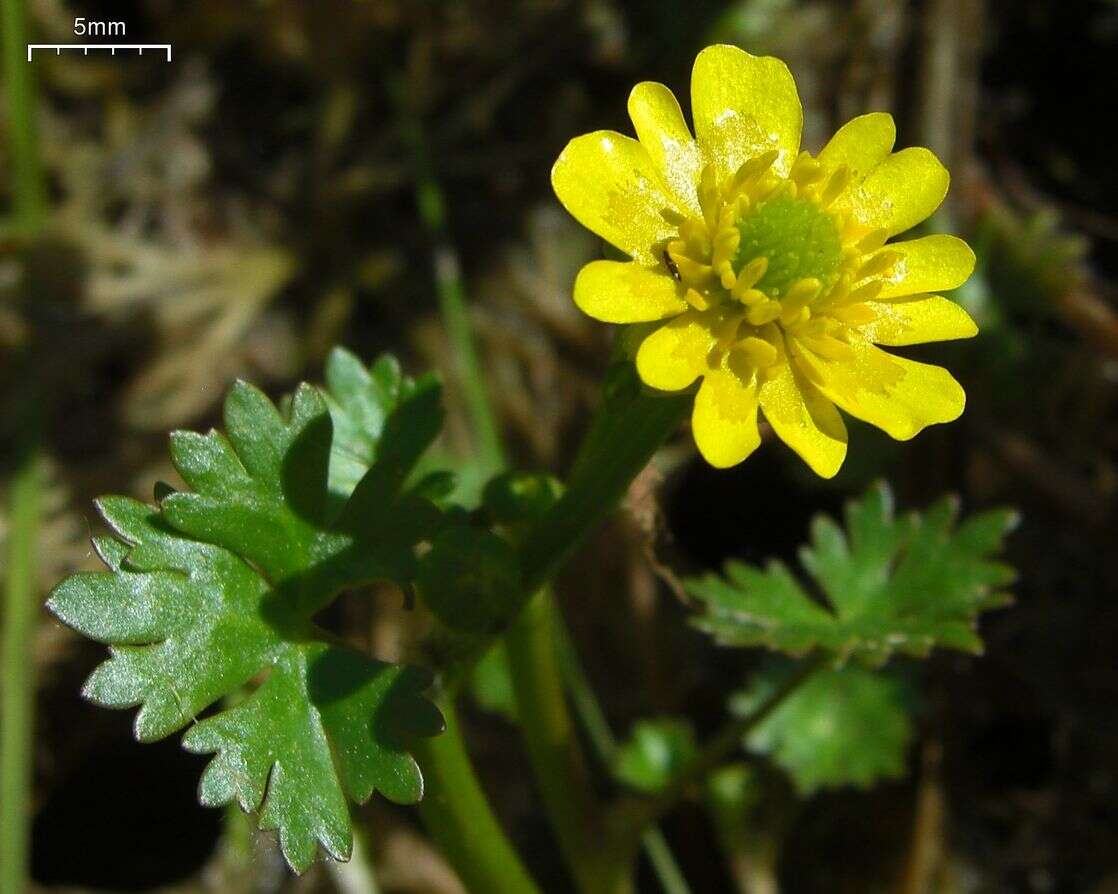 Ranunculus flabellaris Raf. ex Bigel.的圖片