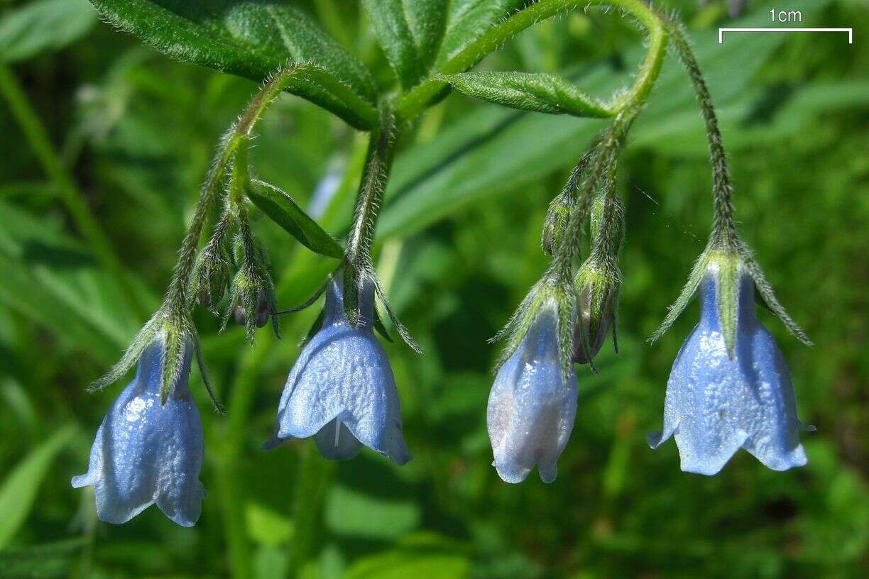 Image of tall bluebells