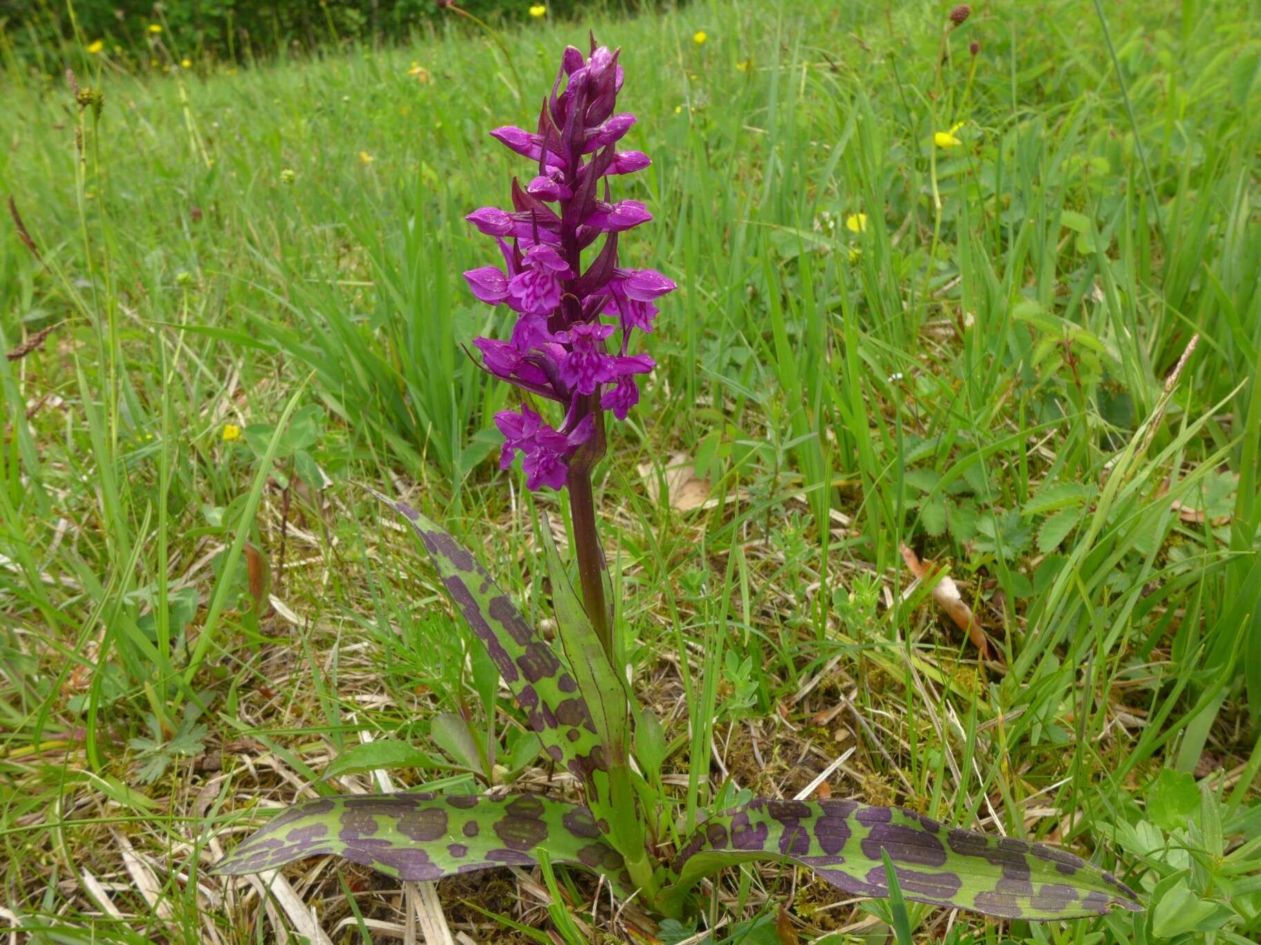 Image of Western Marsh-orchid