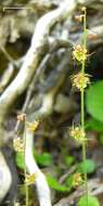 Image of naked miterwort