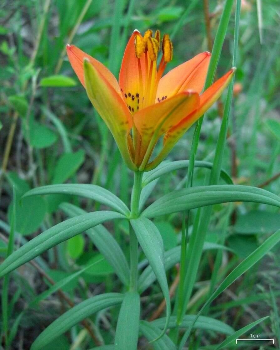 Lilium philadelphicum L. resmi