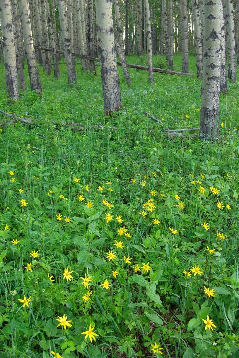 Image of heartleaf arnica