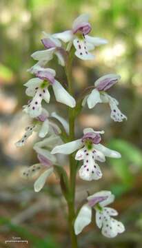 Galearis rotundifolia (Banks ex Pursh) R. M. Bateman resmi