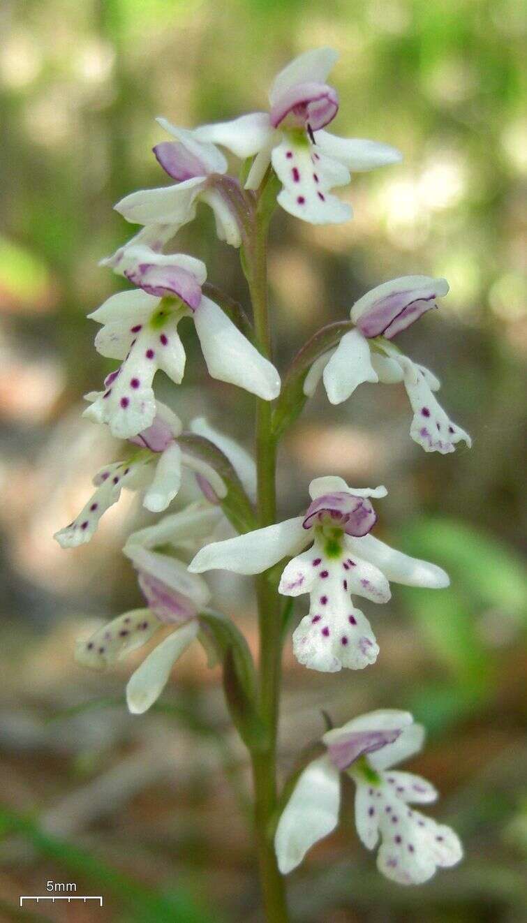 Plancia ëd Galearis rotundifolia (Banks ex Pursh) R. M. Bateman