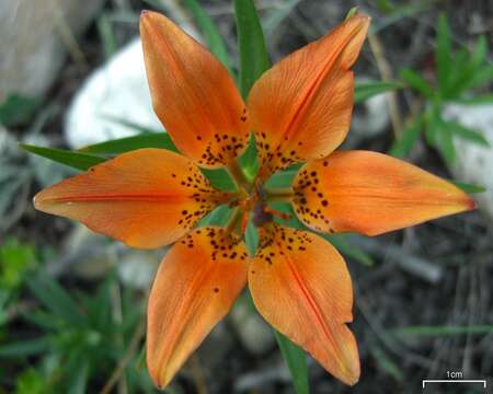 Lilium philadelphicum L. resmi