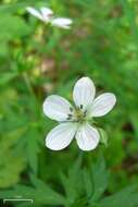 Image of Richardson's geranium