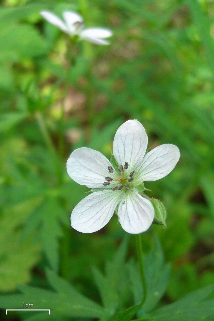 Image of Richardson's geranium