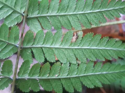 Image of Dryopteris remota (Döll) Druce