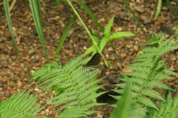 Image of Matrona japonica Förster 1897