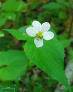 Imagem de Viola canadensis L.