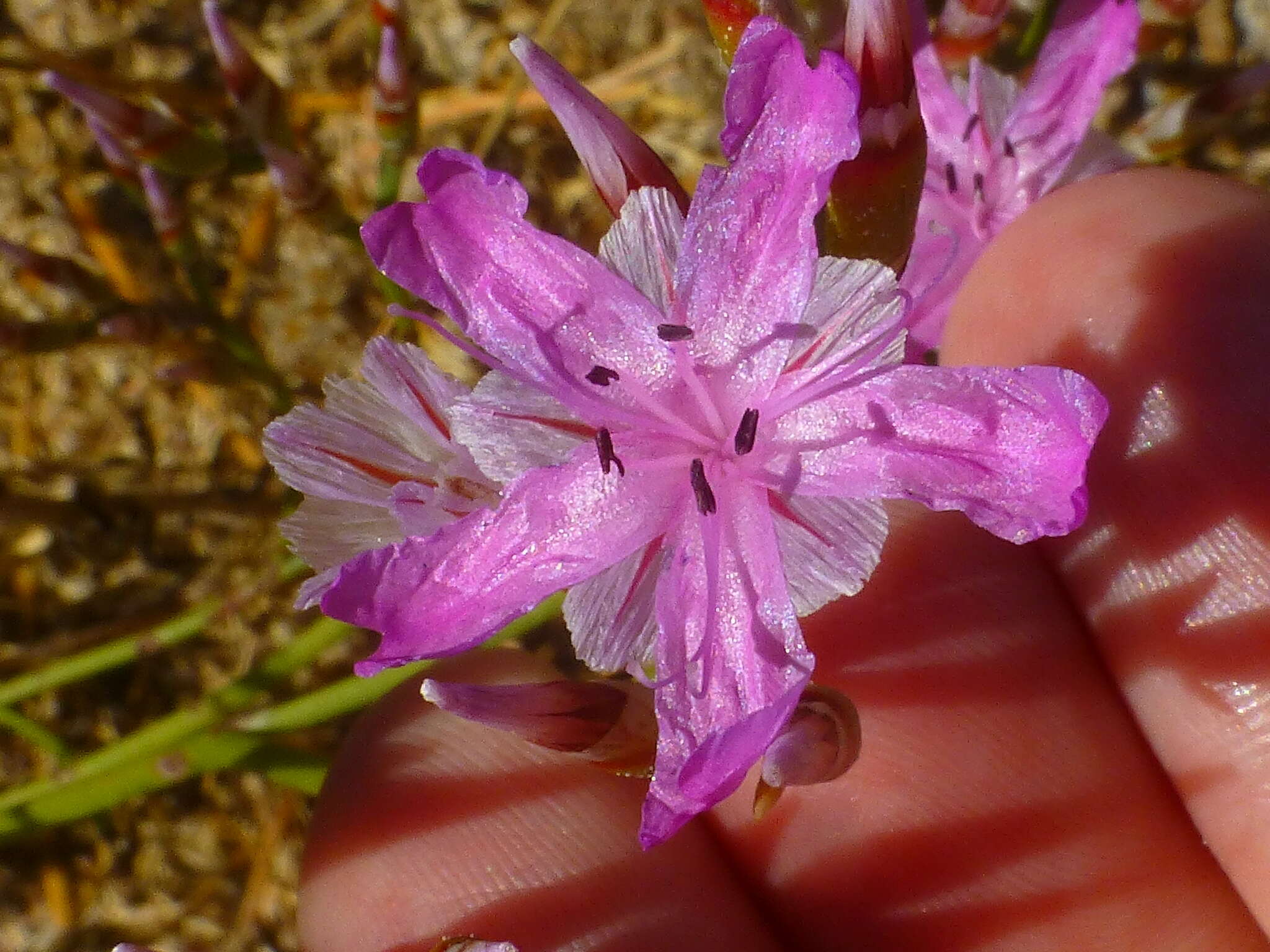 Afrolimon purpuratum (L.) I. A. Lincz. resmi