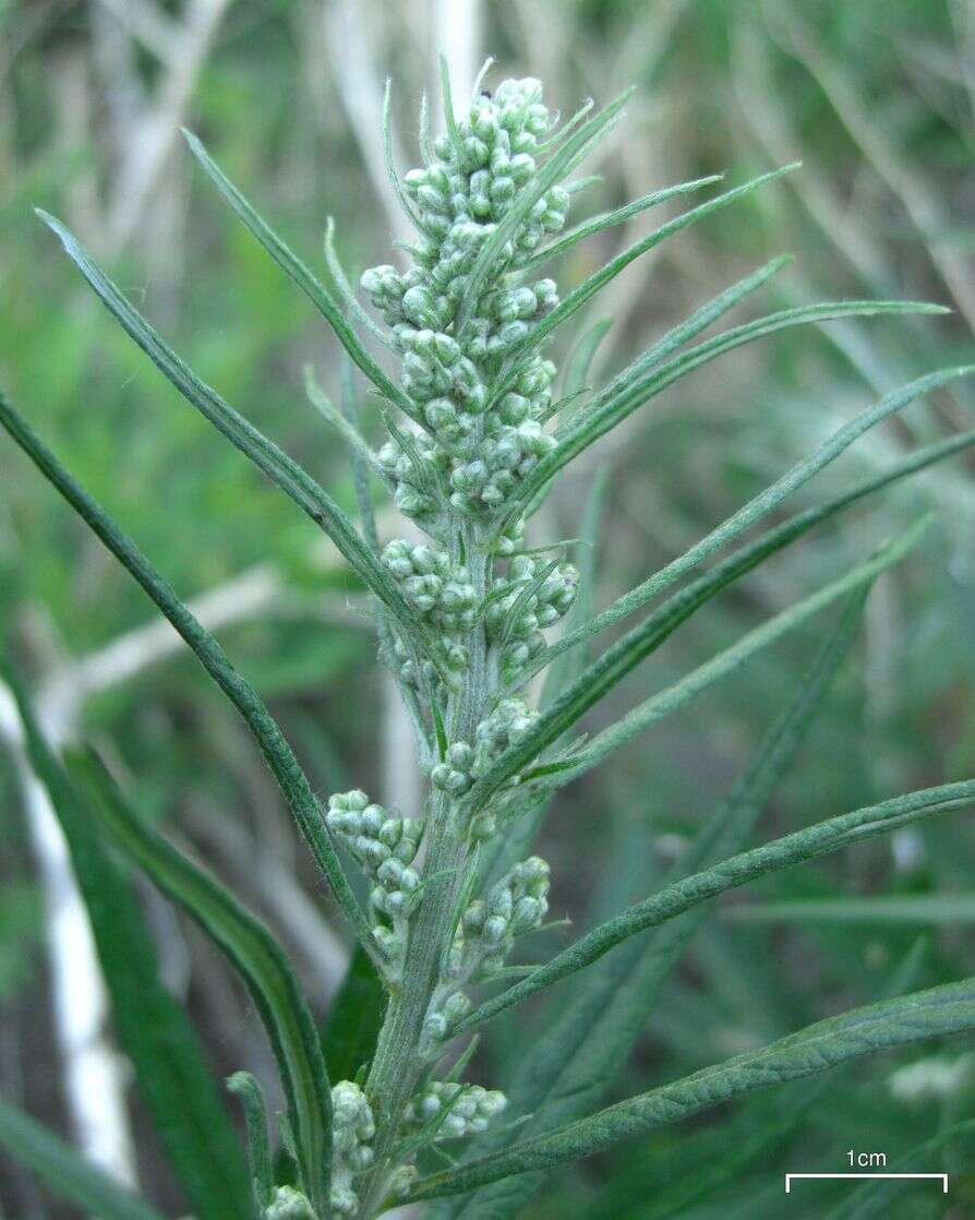 Image of white sagebrush