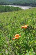 Lilium philadelphicum L. resmi