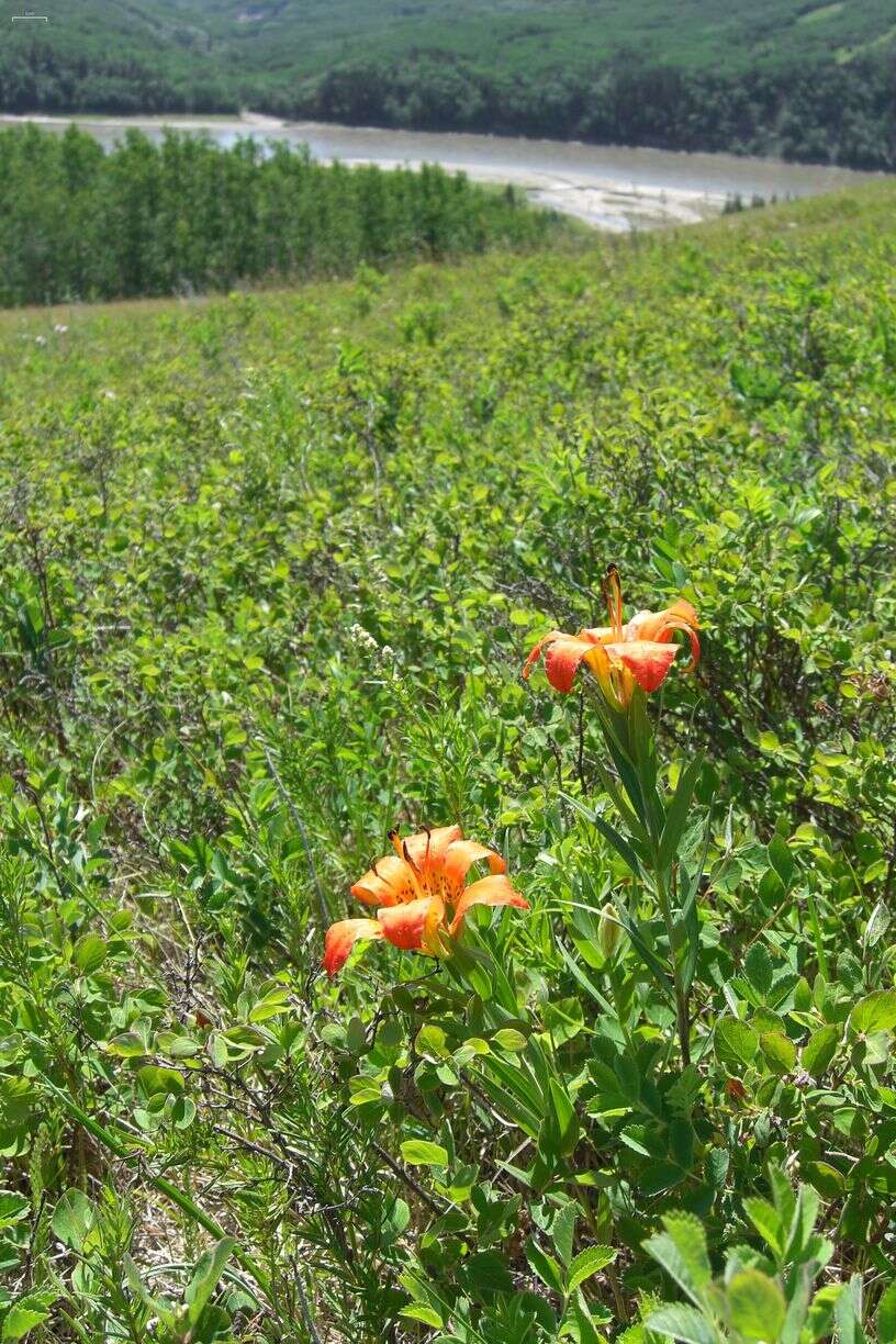 Lilium philadelphicum L. resmi