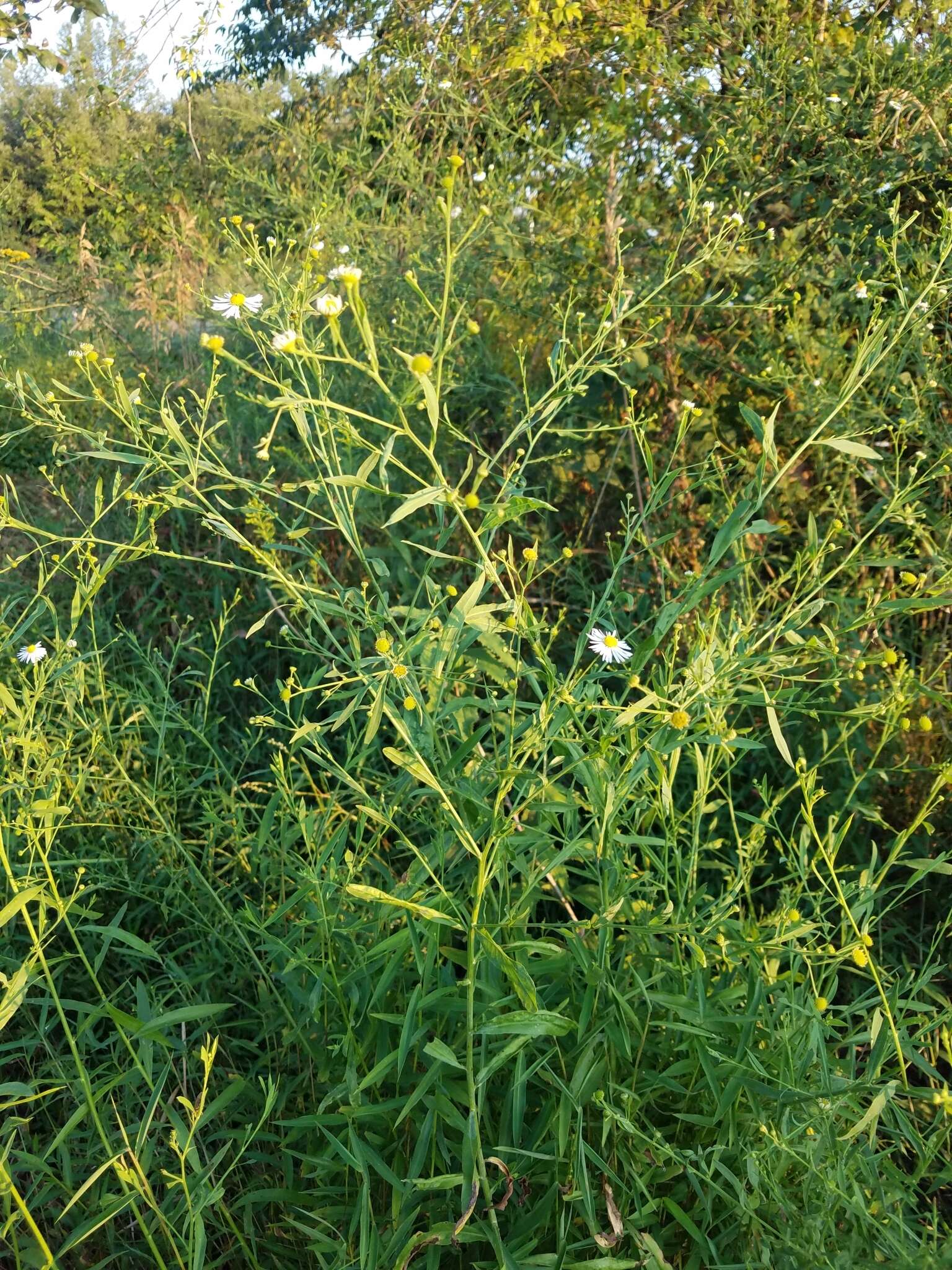 Plancia ëd Boltonia asteroides (L.) L'Hér.