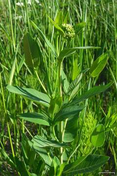 Image of Indian-hemp