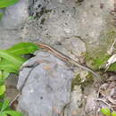 Image of Barbour's Eyelid Skink