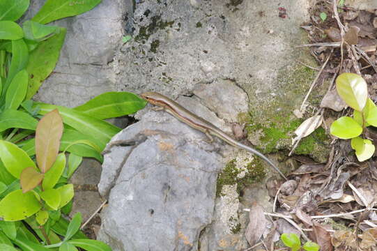 صورة Plestiodon barbouri (Van Denburgh 1912)