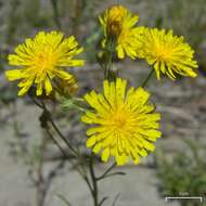 Image of smooth hawksbeard