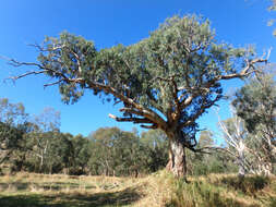 Слика од Eucalyptus camaldulensis subsp. camaldulensis