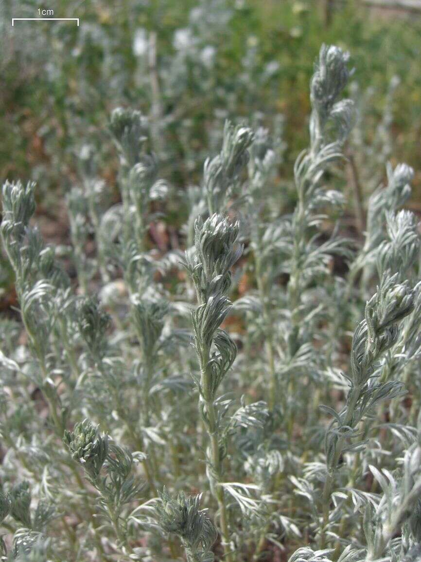 Слика од Artemisia frigida Willd.