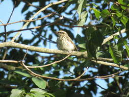 Image of Streaked Flycatcher