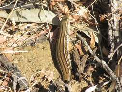 Слика од Ctenotus australis (Gray 1838)