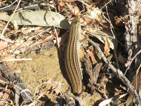 Слика од Ctenotus australis (Gray 1838)