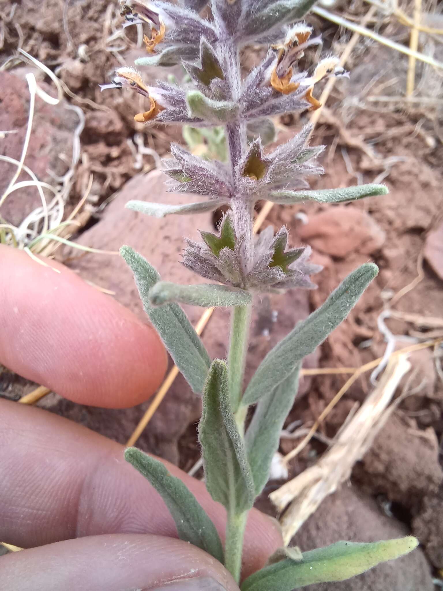 Imagem de Stachys rothrockii A. Gray