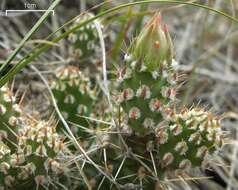 Opuntia fragilis (Nutt.) Haw. resmi