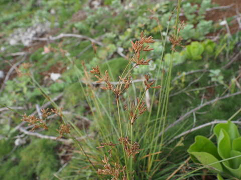 Plancia ëd Fimbristylis cymosa var. spathacea (Roth) T. Koyama