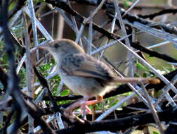 Sivun Cisticola subruficapilla jamesi Lynes 1930 kuva