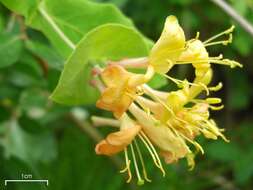 Image of Orange Honeysuckle