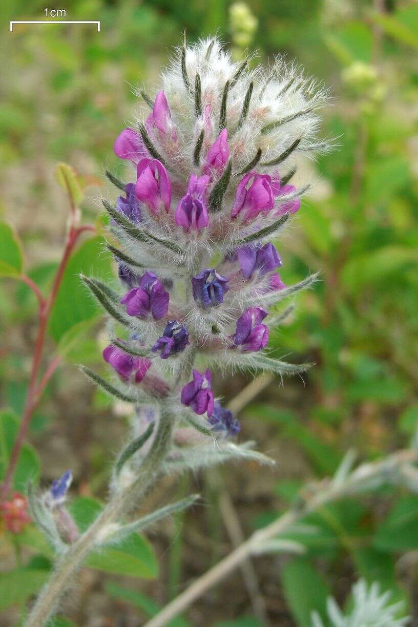 Слика од Oxytropis campestris (L.) DC.