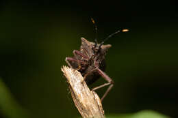 Image of Anasa apicalis (Westwood 1842)